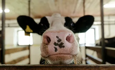 Scade producția de lapte de vacă în România