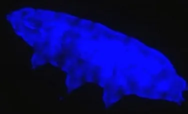 O nouă superputere a tardigradelor a fost descoperită: un scut protector fluorescent