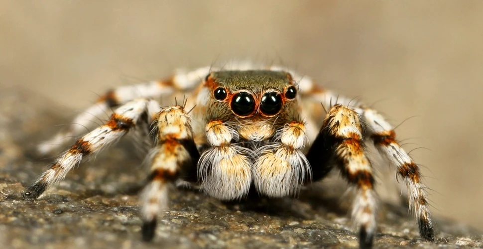 Condiţiile extreme din Australia au creat condiţiile pentru o nouă ameninţare: păianjenii