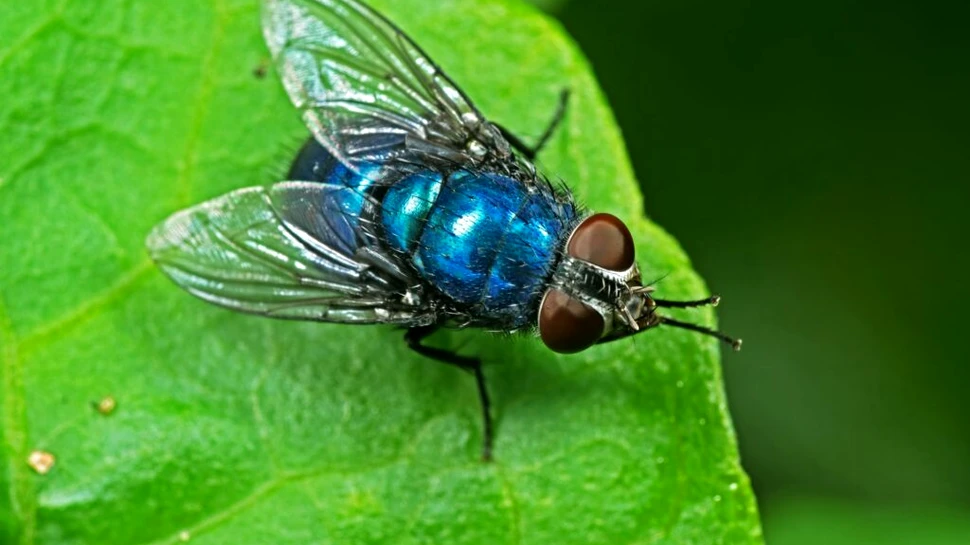 Un studiu arată că muștele sunt mai vulnerabile decât albinele la schimbările climatice