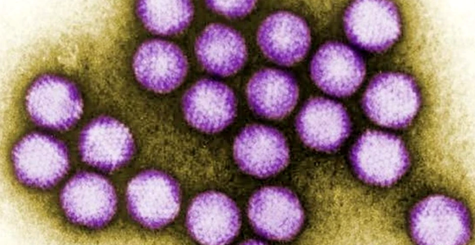 Virusul răcelii comune a existat cu mult timp înainte de apariția oamenilor pe Pământ