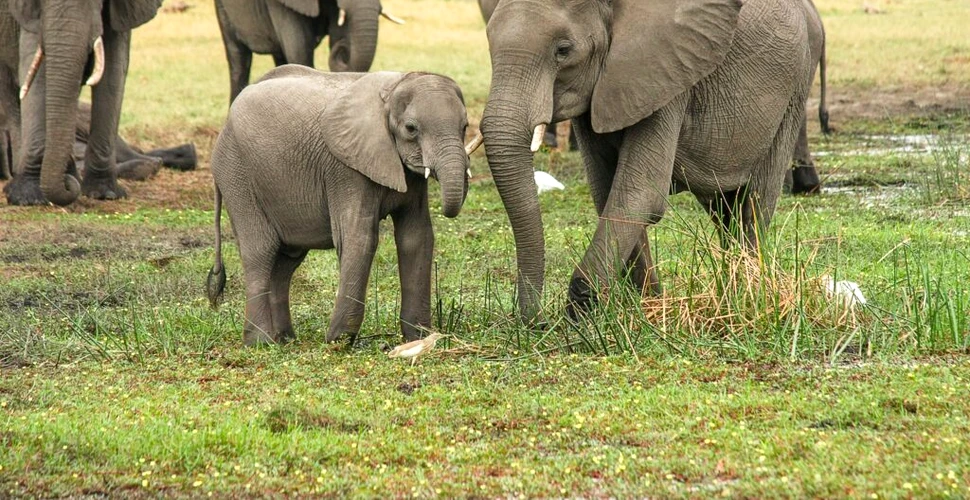 Elefanții sălbatici par să fi fost domesticiți, dar nu de oameni
