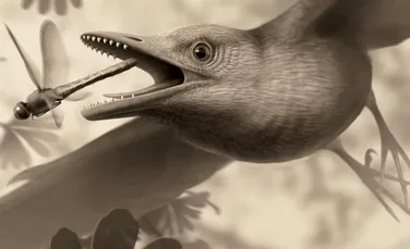 Fosile neobişnuite: au fost descoperite rămăşiţele unei păsări cu dinţi ciudat alcătuiţi