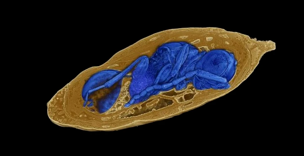 Caz rar de parazitism fosilizat: O viespe a depus ouă în interiorul unei pupe