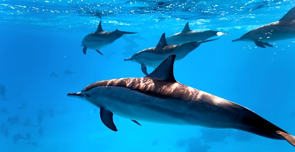 Delfinii profită de un peşte pentru a se droga, spun oamenii de ştiinţă