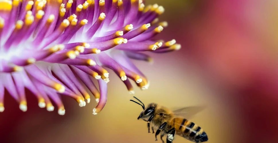 Fertilizatorii utilizați în agricultură modifică felul în care albinele văd o floare și reduc numărul celor care se apropie de o plantă