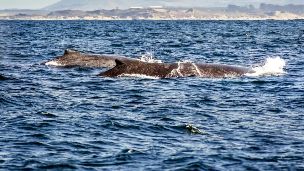 Cel mai mare grup de balene văzut de la sfârșitul secolului XX încoace