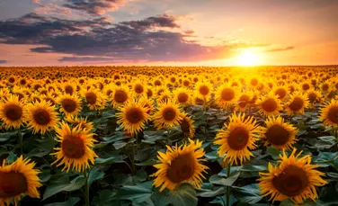 Test de cultură generală. De ce norii au forme diferite?