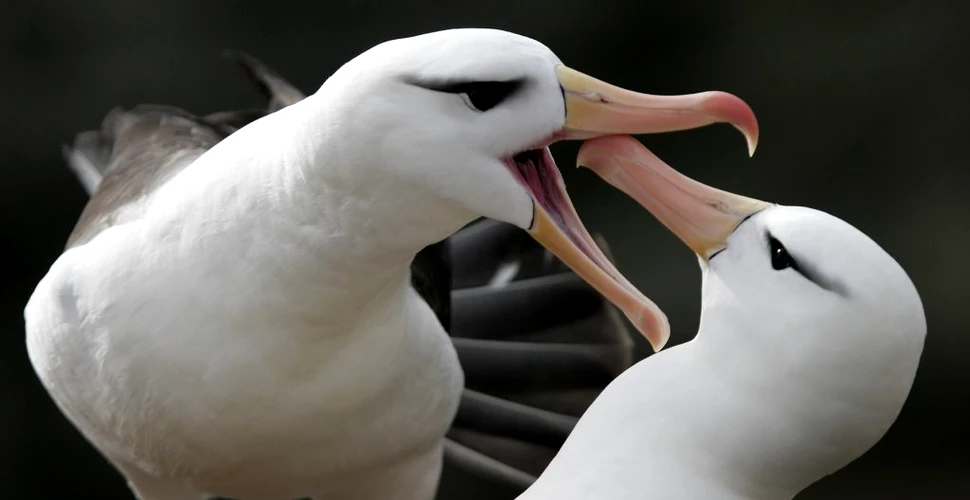 Rata de divorț între albatroși, unele dintre cele mai loiale păsări din lume, în creștere din cauza crizei climatice
