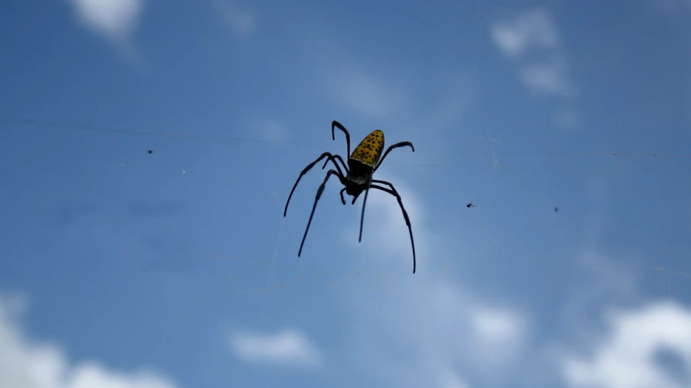 Charles Darwin avea dreptate: Păianjenii pot utiliza electricitatea pentru a ”zbura”