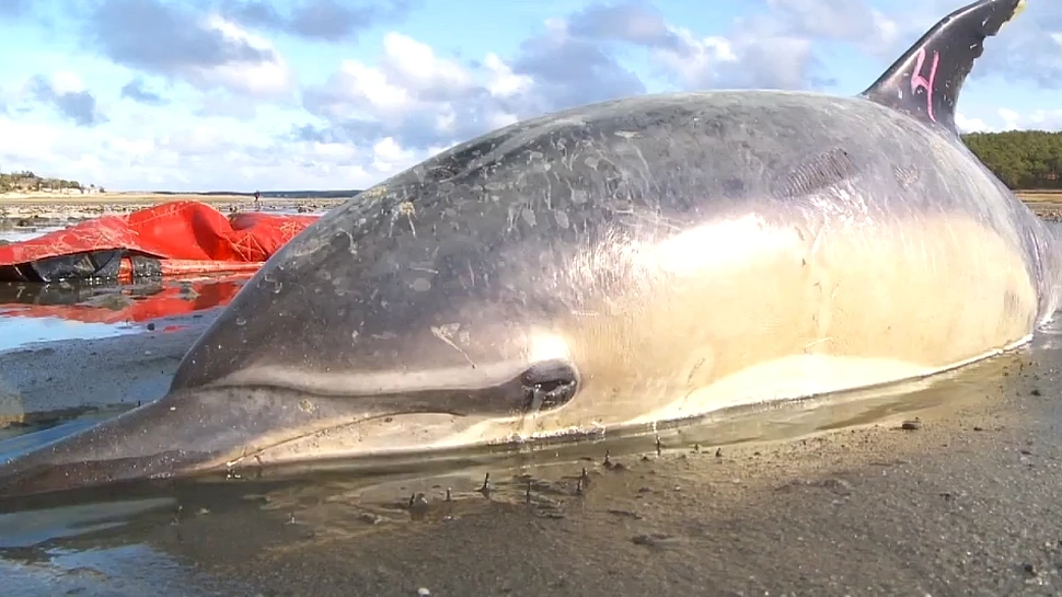 Un nou val de delfini eşuaţi, de data aceasta în Peru. Care ar putea fi cauza? (VIDEO)