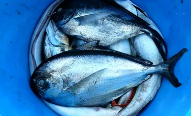 Peștii de apă dulce sunt mai contaminați cu „chimicale eterne” decât cei din oceane