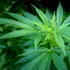 Un studiu pe 3 milioane de oameni a dezvăluit o legătură puternică între consumul de canabis și depresie