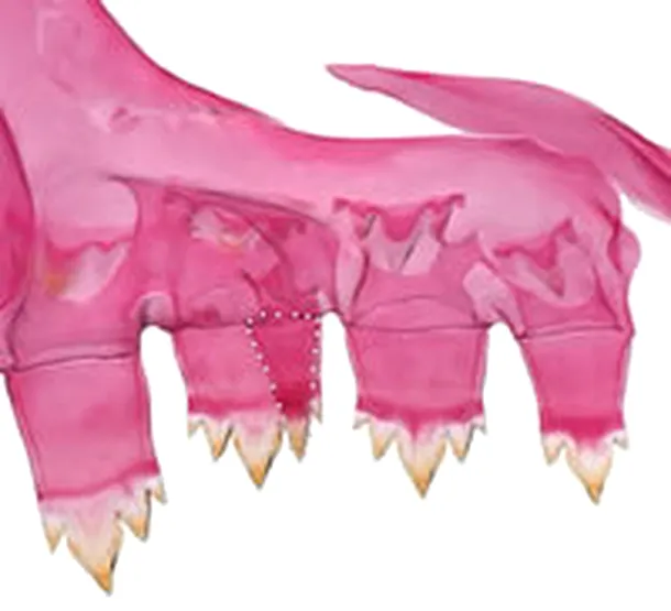 Maxilarul superior al unui exemplar de C. noctivaga, vopsit roz pentru o mai bună observare