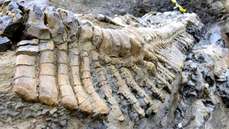 Descoperire rară: arheologii au dezgropat o coadă de dinozaur intactă (Foto/Video)