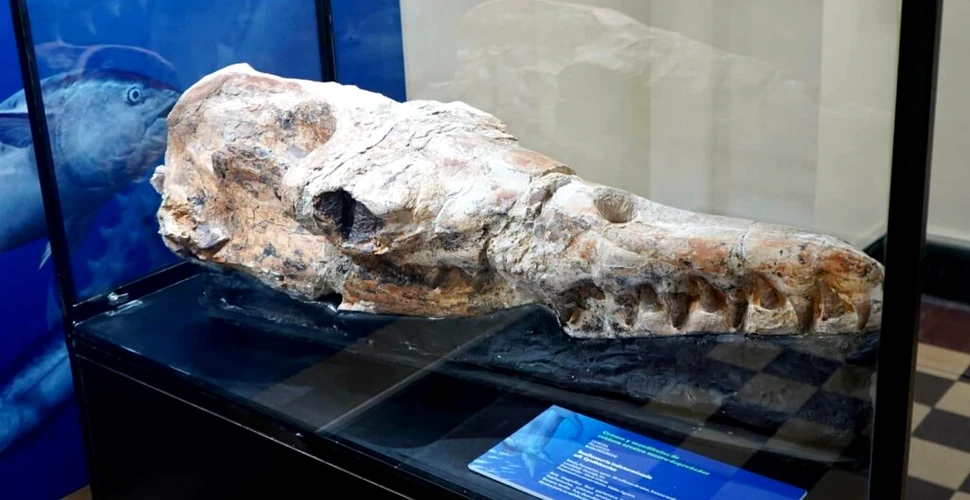 Craniul unei balene, vechi de 36 de milioane de ani, descoperit în deșertul Ocucaje din Peru