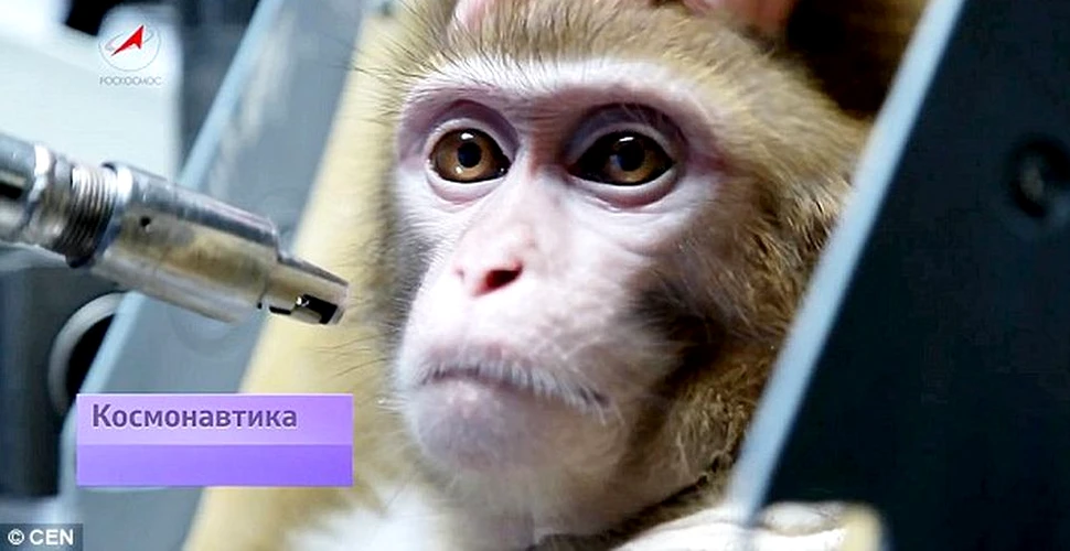 Cercetătorii ruşi antrenează maimuţe pentru a le trimite pe Marte