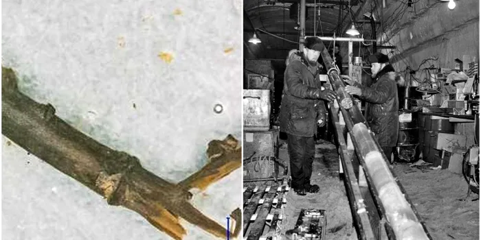 Un proiect secret al armatei americane din timpul Războiului Rece a descoperit fosile ciudate în solul înghețat din Groenlanda