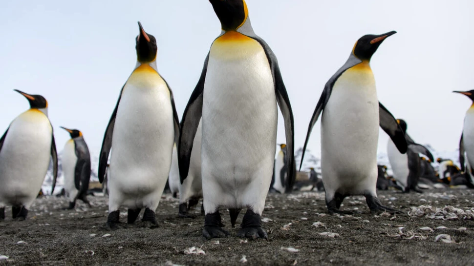 Cea mai mare specie de pinguin din lume a intrat oficial pe lista speciilor pe cale de dispariție