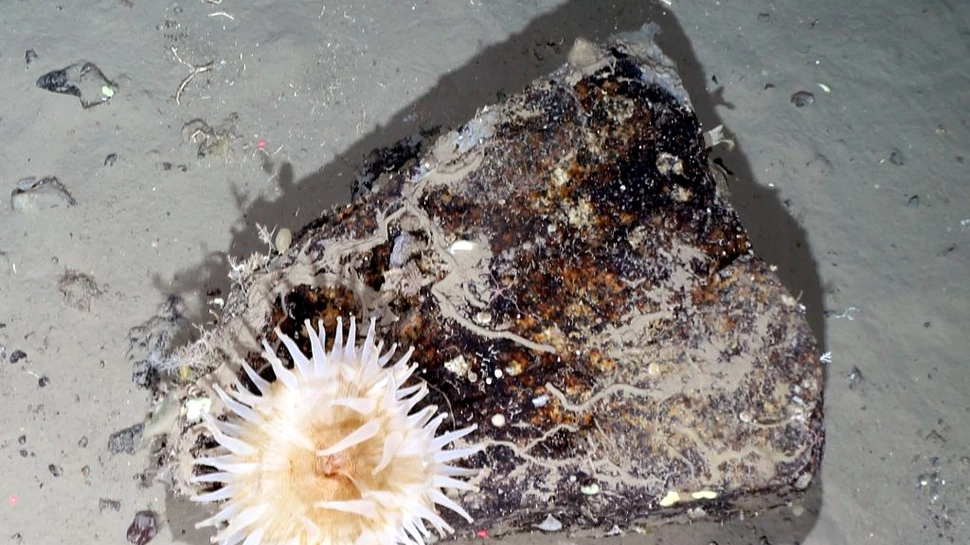 Creaturi marine și o biodiversitate uimitoare, „blocate sub gheață” timp de 50 de ani, descoperite în Antarctica