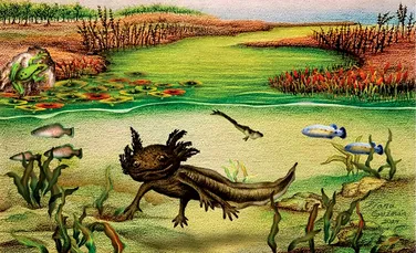 O fosilă de salamandră înrudită cu celebrul axolotl a fost descoperită în Mexic
