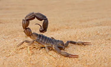 Cercetătorii au scos la iveală secretul metalic al scorpionilor