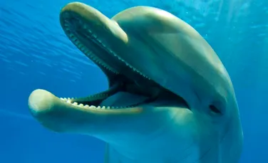 Microplasticele au fost descoperite pentru prima dată în plămânii delfinilor
