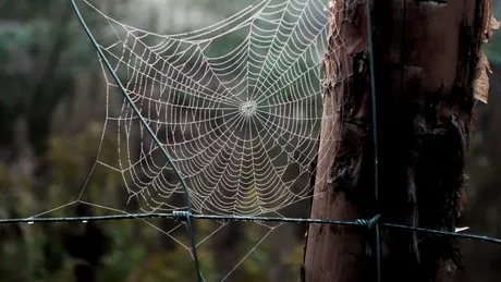 Cercetătorii au aflat de ce mătasea și pânza de păianjen sunt atât de rezistente și flexibile