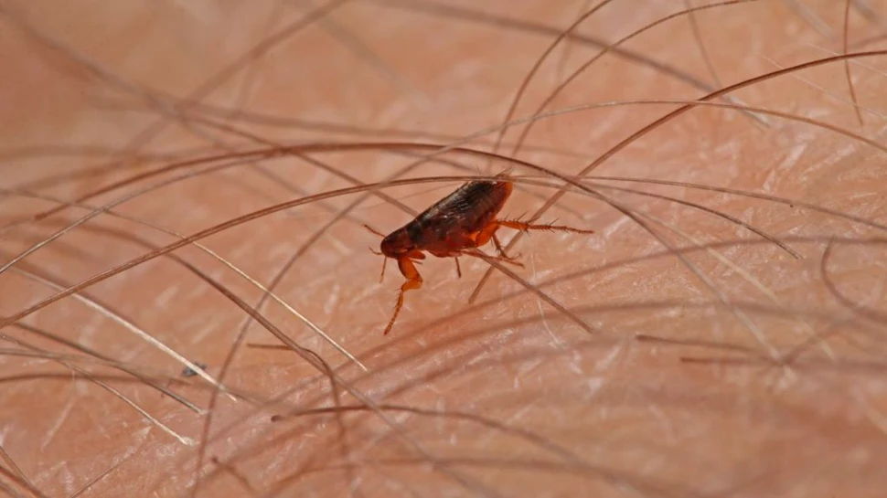 California a confirmat un nou caz de ciumă după cinci ani