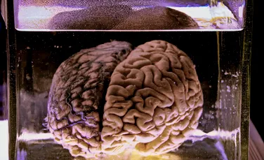 Creierul unui porc a fost ținut în viață, timp de 5 ore, în afara corpului