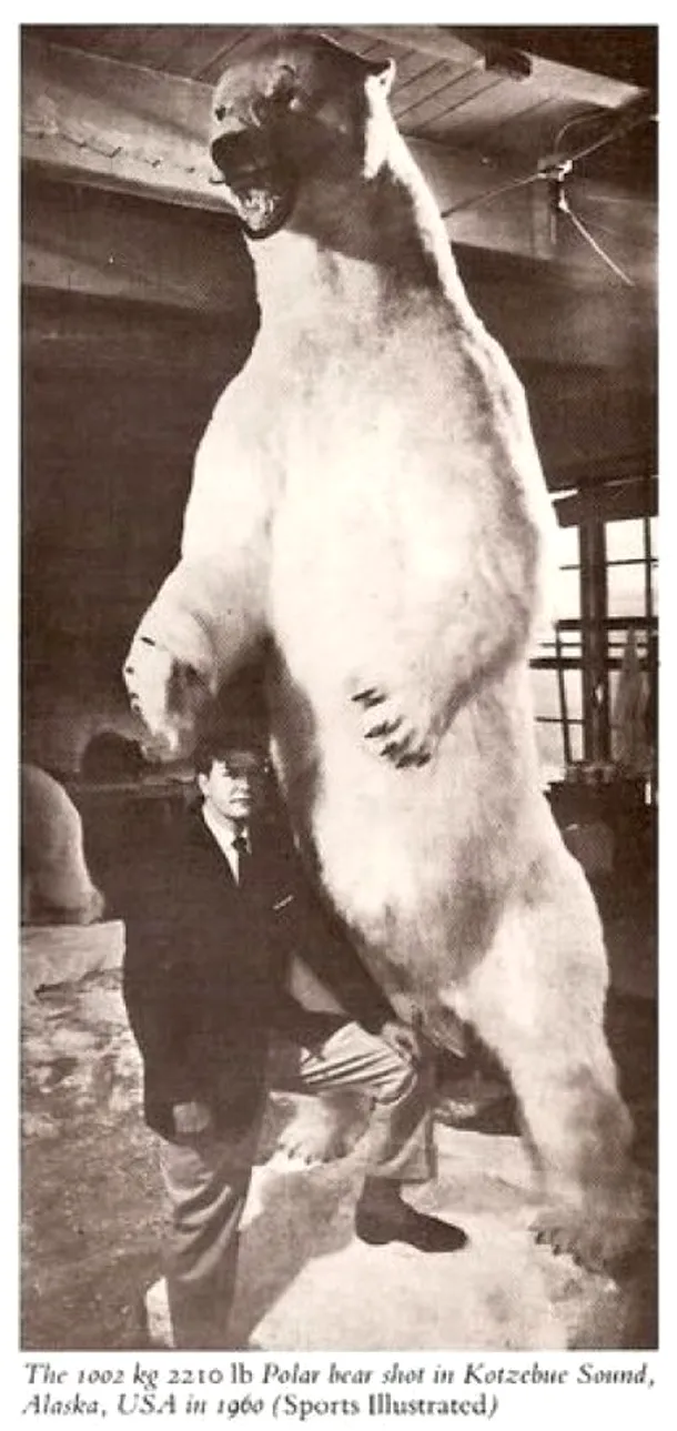 Cel mai mare urs polar din lume este astăzi împăiat în oraşul Seattle