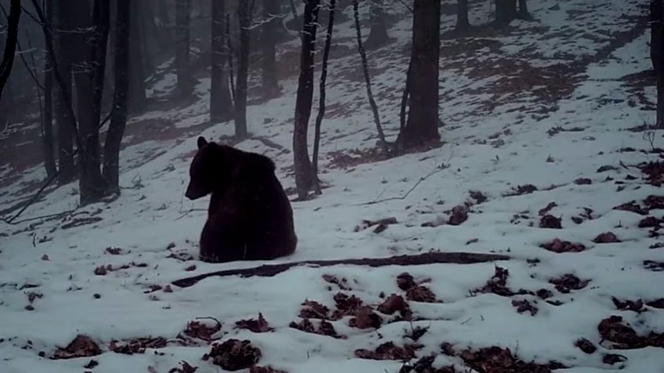 Un urs care face tumbe, surprins de o cameră de monitorizare a faunei din Parcul Natural Putna