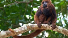 Maimuțele amazoniene contractează hepatita B umană, iar defrișările agravează situația