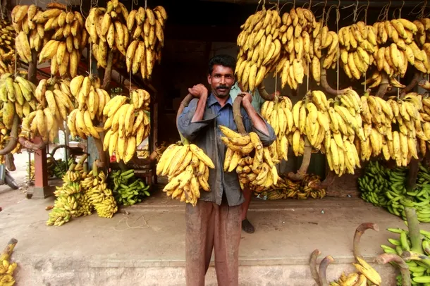 Bananele sunt o sursă vitală de hrană şi de venit pentru locuitorii ţărilor în curs de dezvoltare.