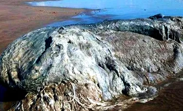 Un ”monstru” imens a apărut pe o plajă turistică din Mexic. Ce ar putea fi – FOTO+VIDEO