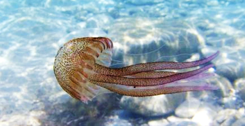 Meduzele – adevaratii stapani ai oceanelor