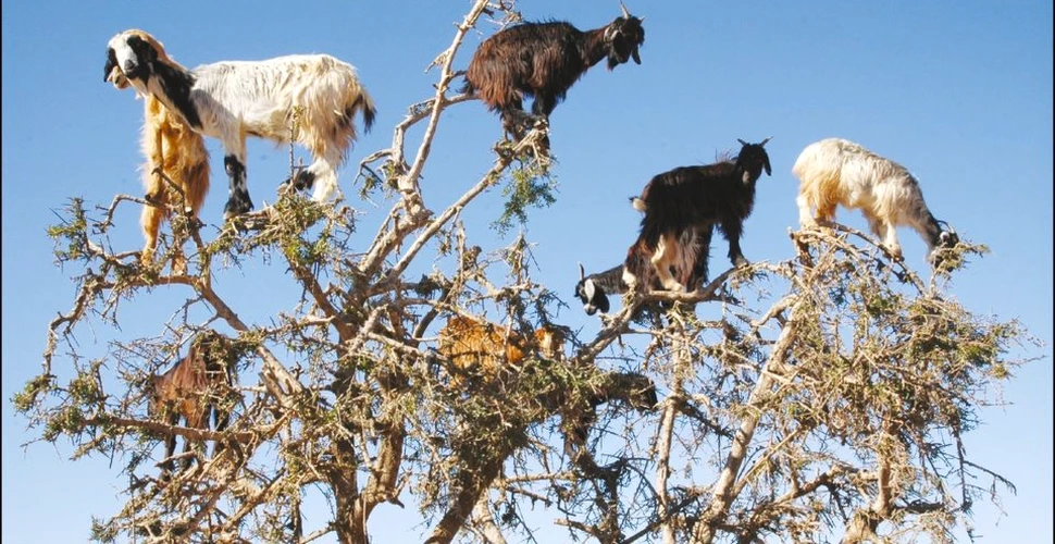 Descoperire remarcabilă a cercetătorilor: caprele sunt esenţiale pentru menţinerea ecosistemelor