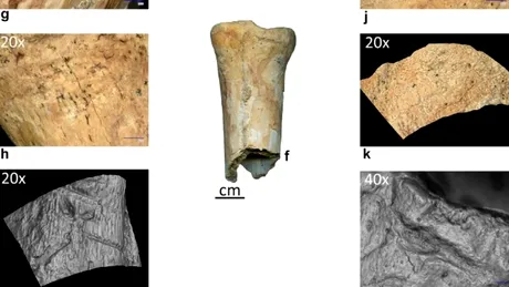 Premieră în România: Au fost descoperite primele dovezi ale utilizării uneltelor din os de către neandertalieni