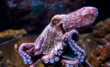 Test de cultură generală. Care e diferența dintre caracatițe și calamari?