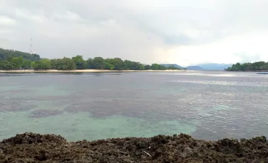 O specie de somn s-a adaptat de minune în apele poluate ale Indoneziei