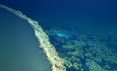 Descoperire INCREDIBILĂ în Golful Mexic. ”Lacul subacvatic” care ucide orice creatură care pătrunde în zonă. ”Pare că nu este de pe această lume”