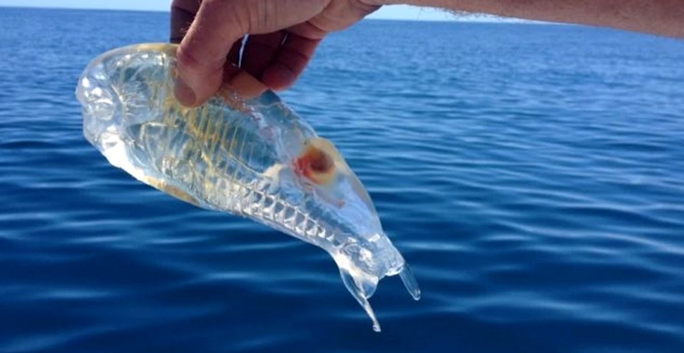 Ce este această creatură transparentă pescuită în Pacific?