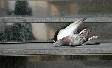 Apocalipsa porumbeilor: Moscova este asaltată de păsări „zombi”, cu comportament bizar