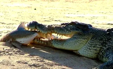 De ce crocodilii sunt masinile perfect de ucis (Foto)