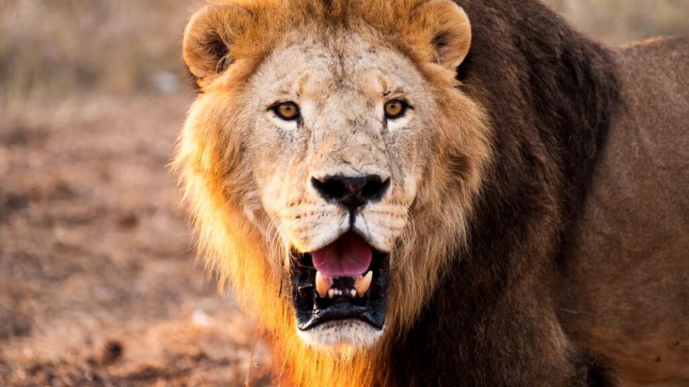 Leul unei grădini zoologice din Nigeria și-a omorât îngrijitorul