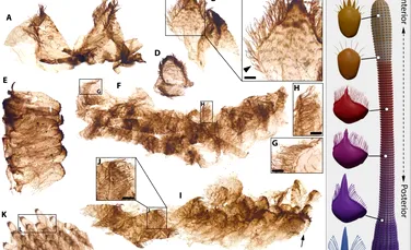 Fosilele uimitoare din Marele Canion dezvăluie experimentele bizare ale evoluției