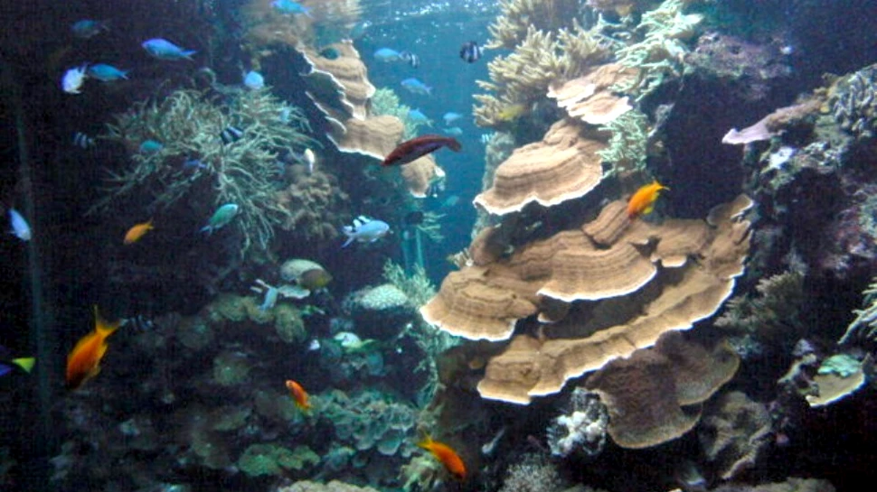 Un nou studiu dezvăluie modul în care ecosistemele sunt afectate de extincţie. Rezultatele sunt neaşteptate
