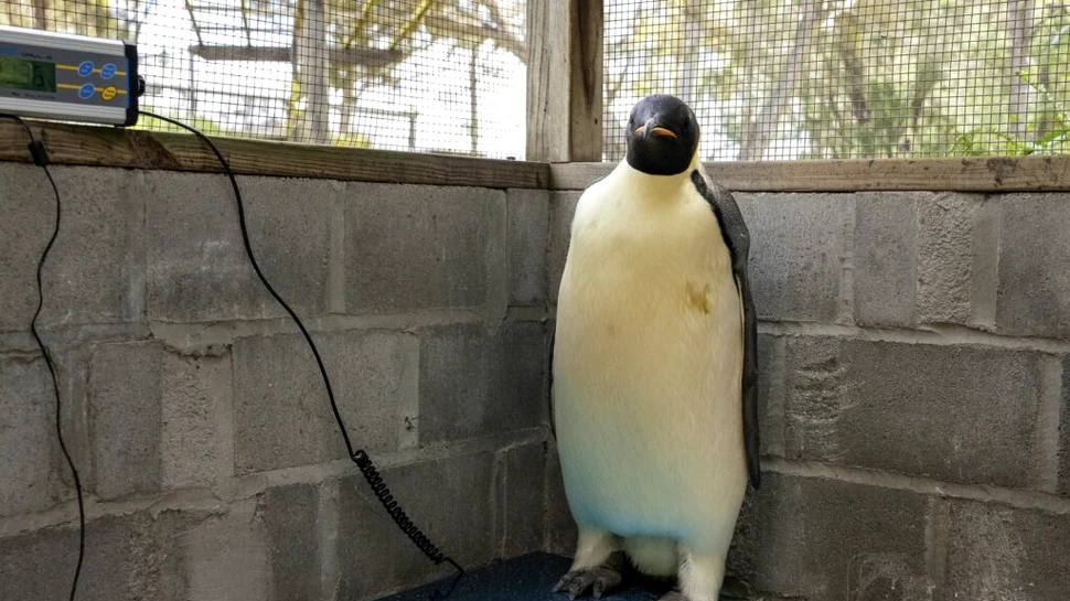 Pentru prima dată, un pinguin imperial a ajuns în Australia