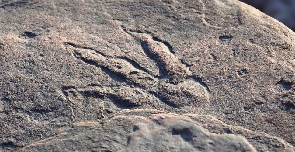 Urmă de dinozaur veche de 220 de milioane de ani, descoperită de o fetiță de 4 ani pe o plajă