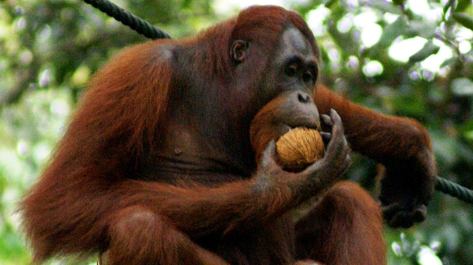 Descoperire îngrijorătoare în rândul urangutanilor din Borneo: a părăsit Ebola continentul african?